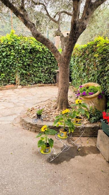 La Stalla, Casa Rustica Nel Ranch Di Cavalli Camporosso  Exteriör bild