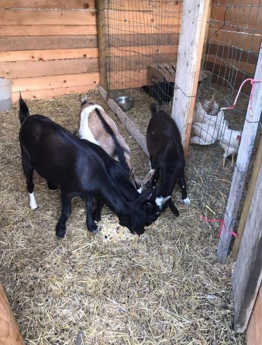 La Stalla, Casa Rustica Nel Ranch Di Cavalli Camporosso  Exteriör bild